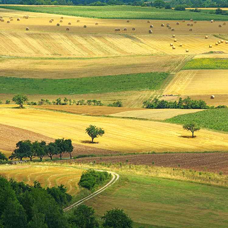 harvest time