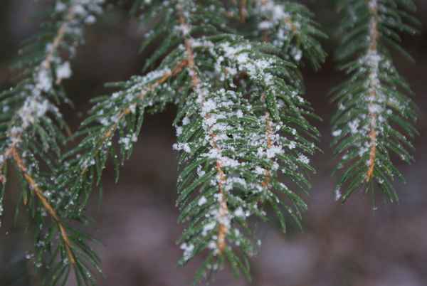 Tannenzweige von Schnee bedeckt