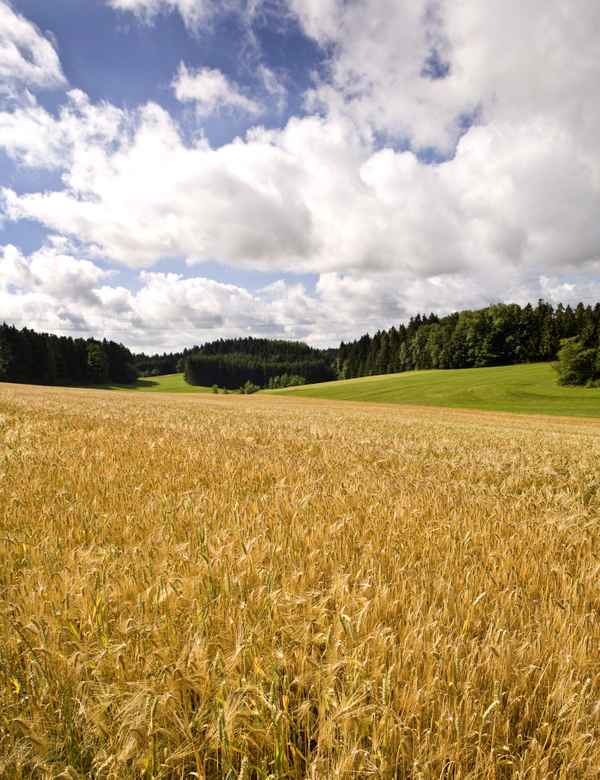 Sommerlandschaft hoch
