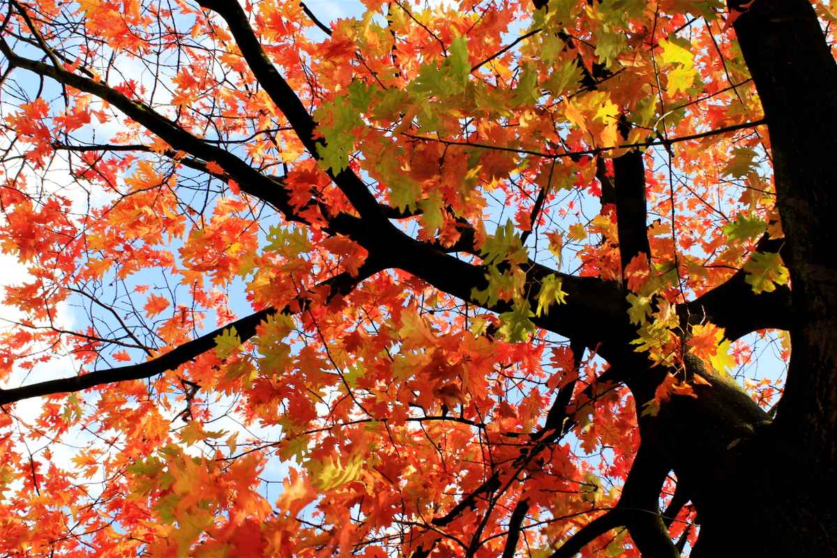 herbstleuchten 2