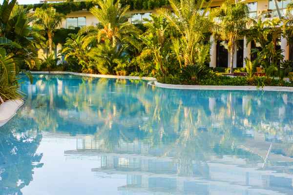 Palmen am Pool