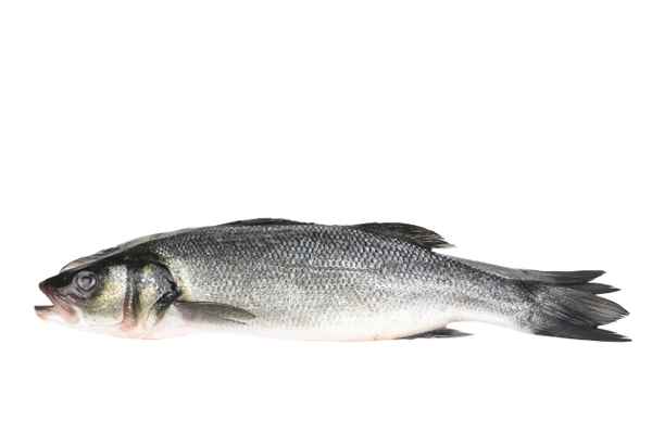 Loup der Mer 5