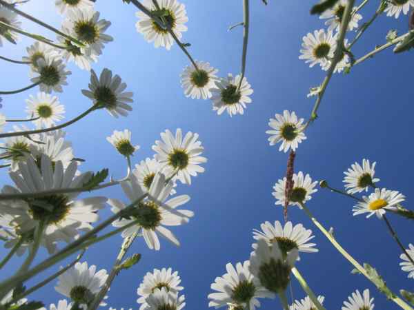 Margeriten unter blauem Himmel