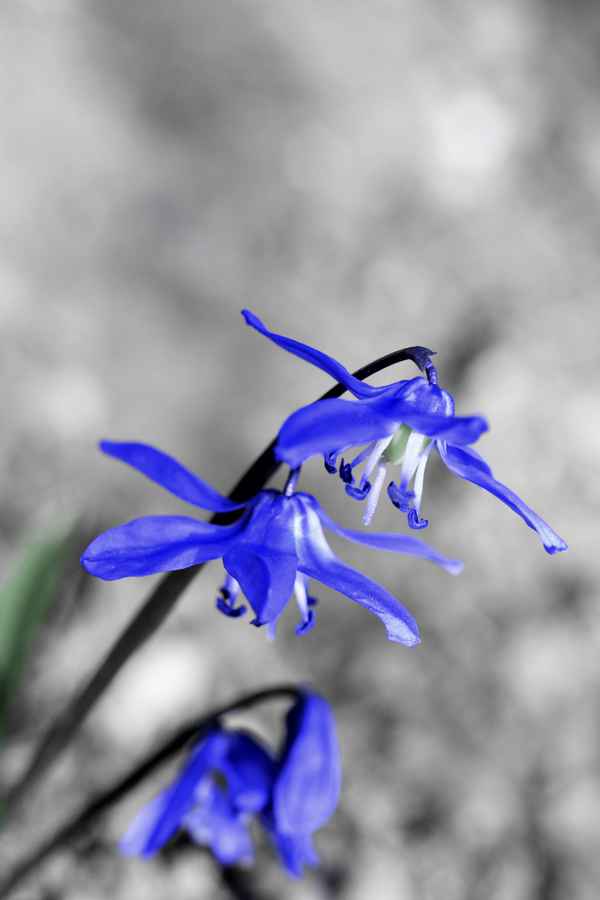 Blaue Blume
