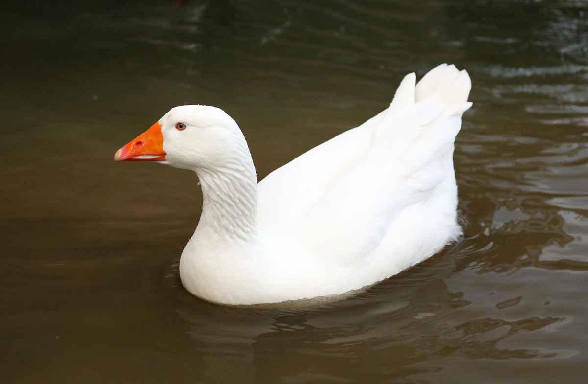 Gans