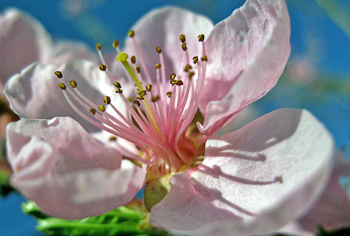rosa Traum...