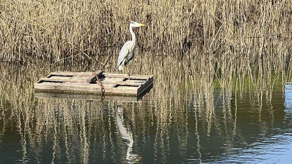 Graureiher in Wartestellung