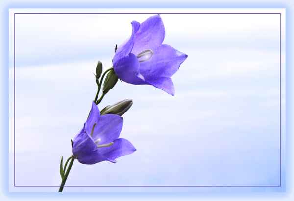 Glockenblau