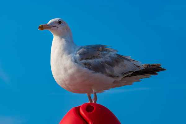 Einer der frechen Möwen von Brighton, UK