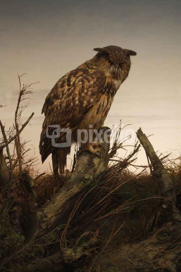 Nachtvogel