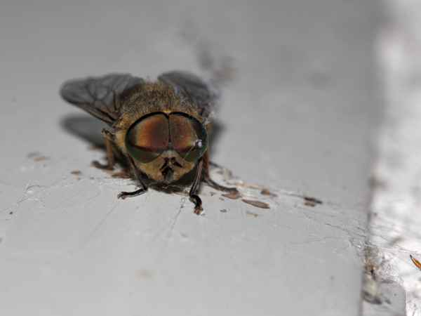 Puck, die Stubenfliege