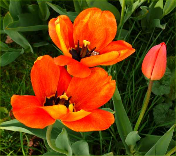 Tulpen