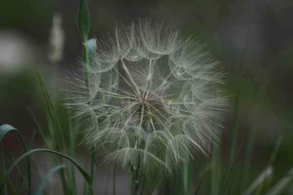 goat's beard