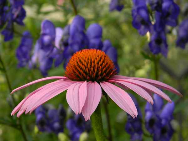 Echinacea 2