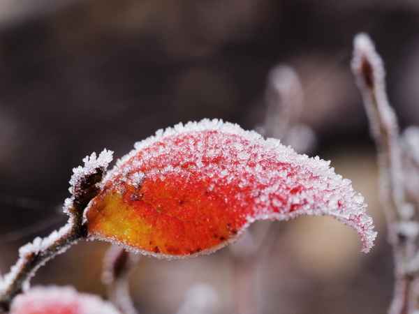 gefroren hat es heuer 4