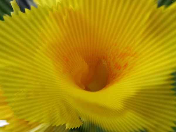 Die gelbe Cannas