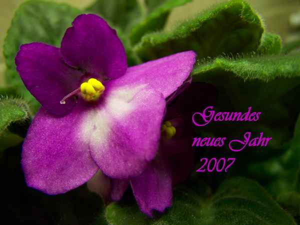 Gesundes neues Jahr 2007