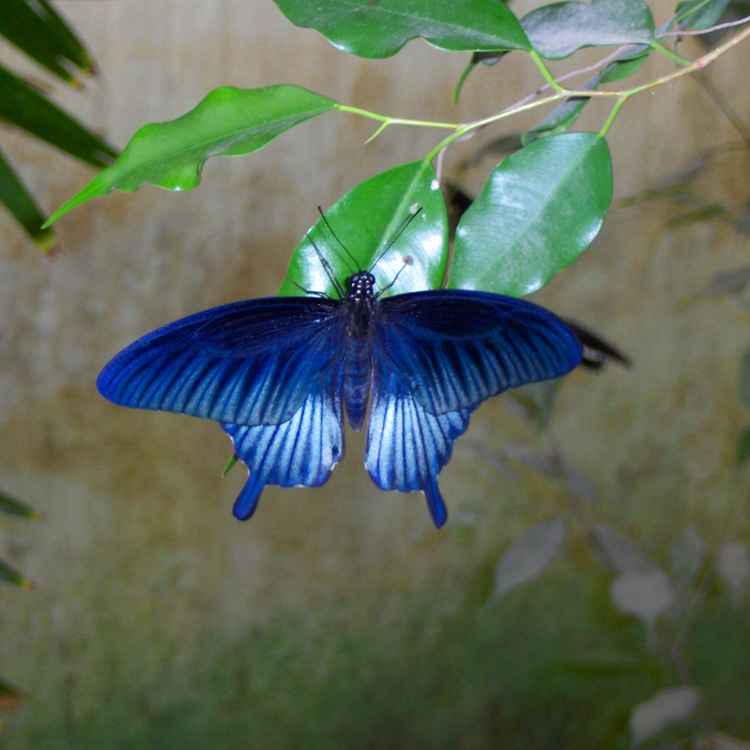 Schmetterling