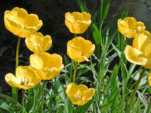 Ein Hauch von Frühling