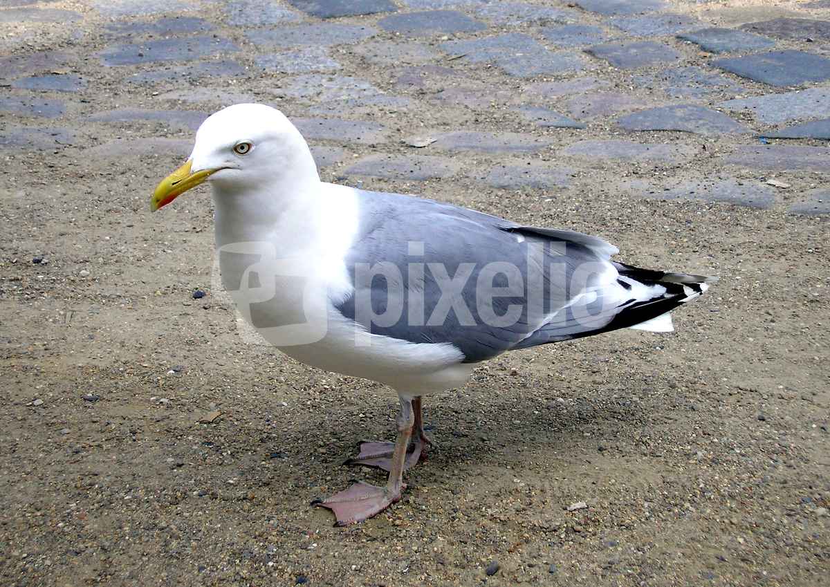 Möwe