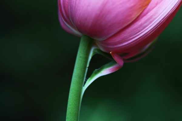 Tulpe