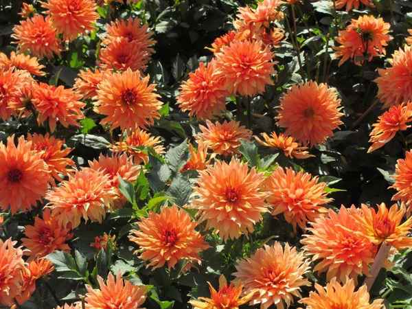 Schöne  Blumen