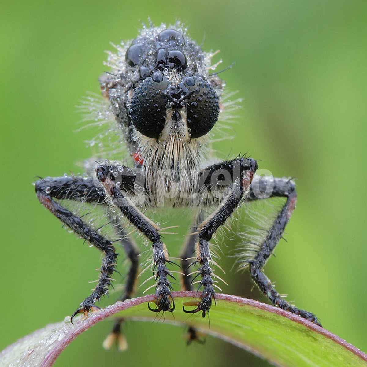 Raubfliege