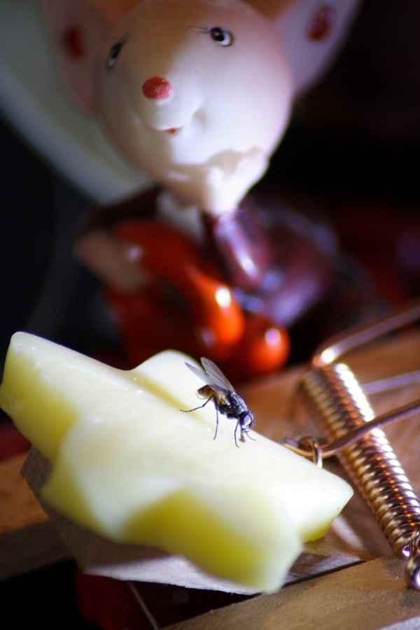 Nicht nur Mäuse lieben Käse 2