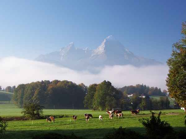 Morgennebel