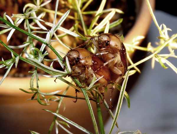 ... die Fortpflanzung der Maikäfer ...