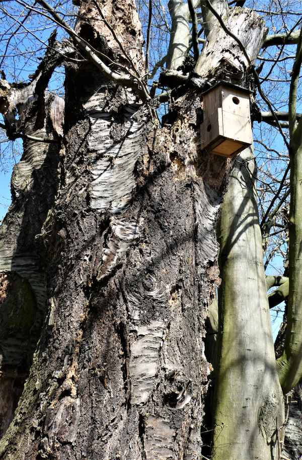 Ökologisch Gärtnern - Toter Kirschbaum als Biotop