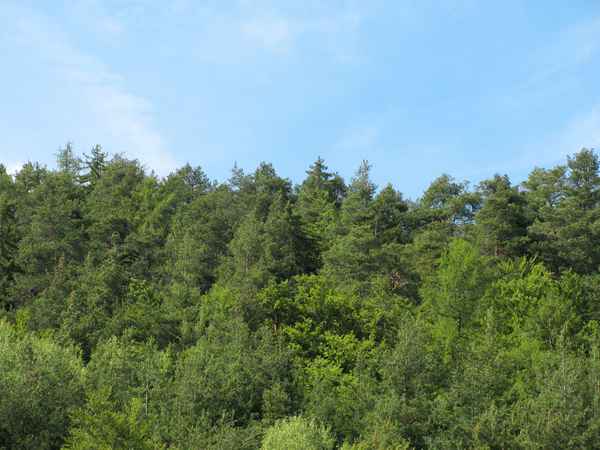 Zwischen Himmel und ... Wald!