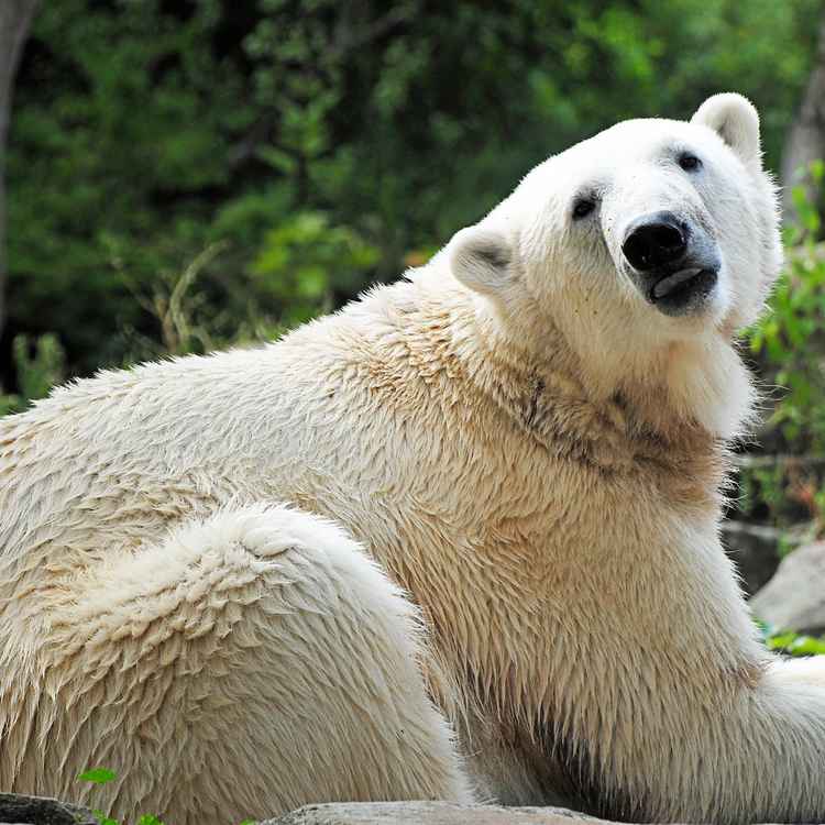 Ich möchte (k)ein Eisbär sein!