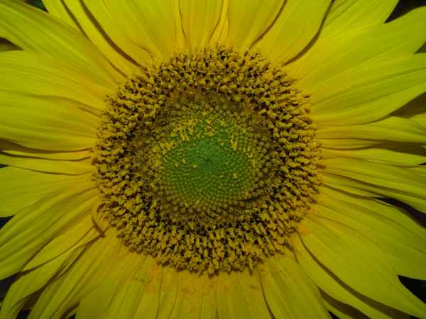 Sonnenblume 2