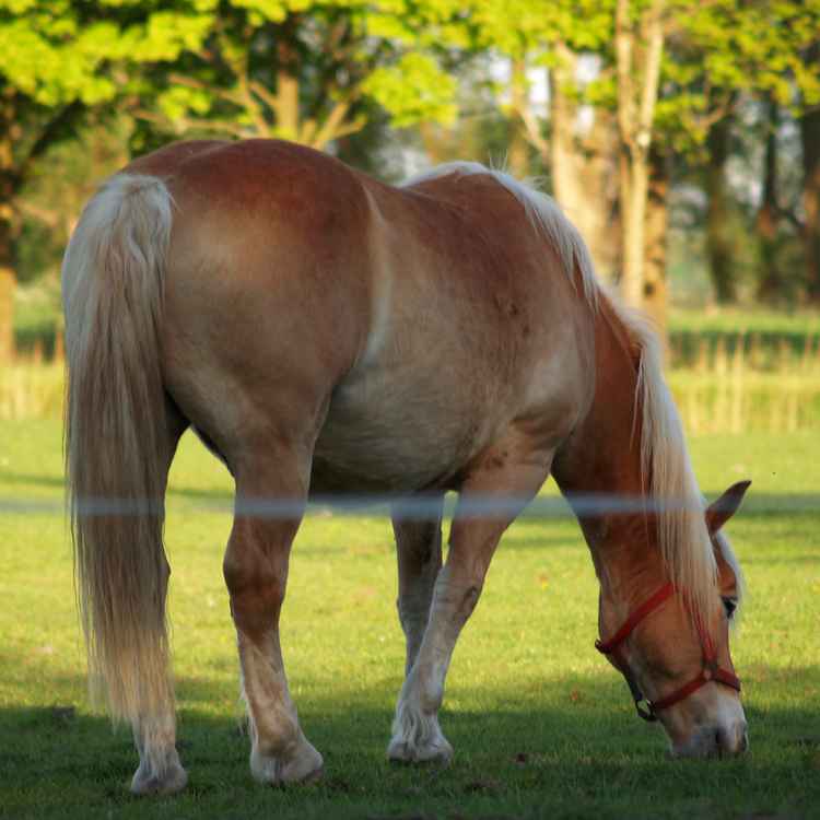 Haflinger auf der Weide