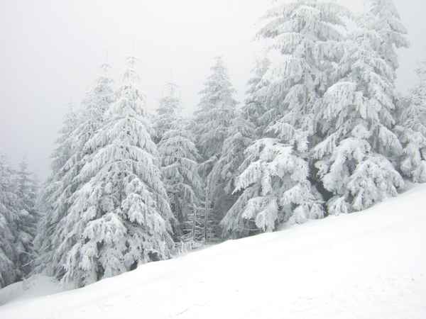 Tannen in Schneegestöber und Nebel