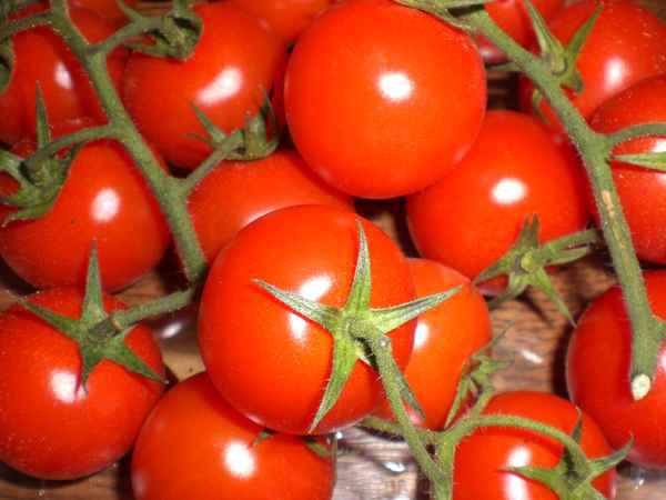 Cocktailtomaten - Nahaufnahme