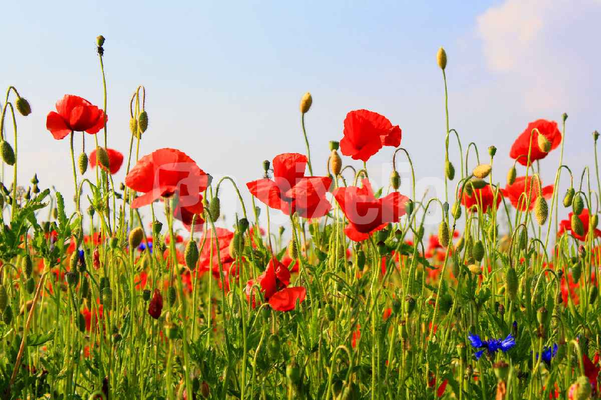 FELDBLUMEN