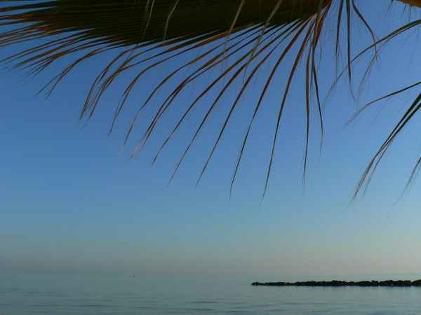 palmwedel