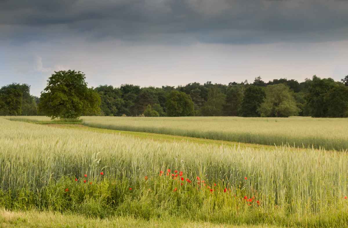 Getreidefeld mit Mohnblumen