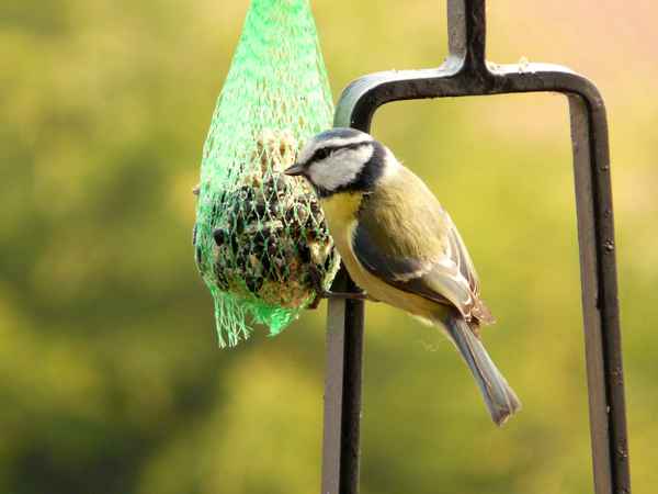 Blaumeise und Futterball
