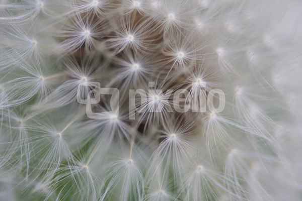Pusterblume