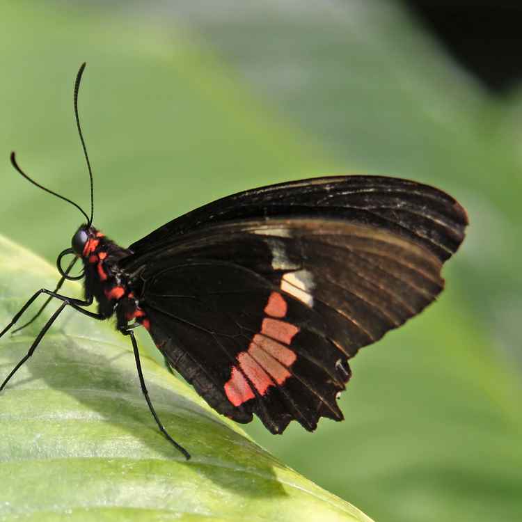 Schmetterling