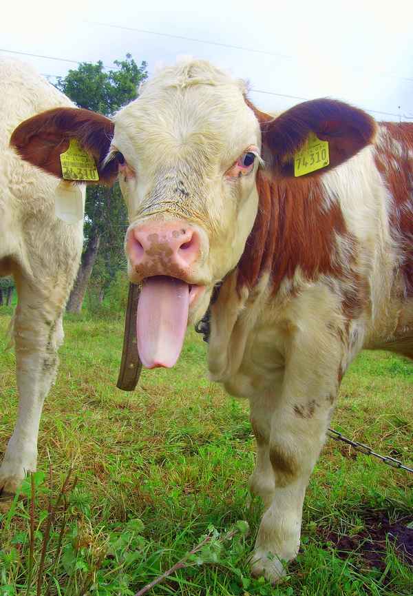 Schaut nur...sooo lang ist eine Rinderzunge