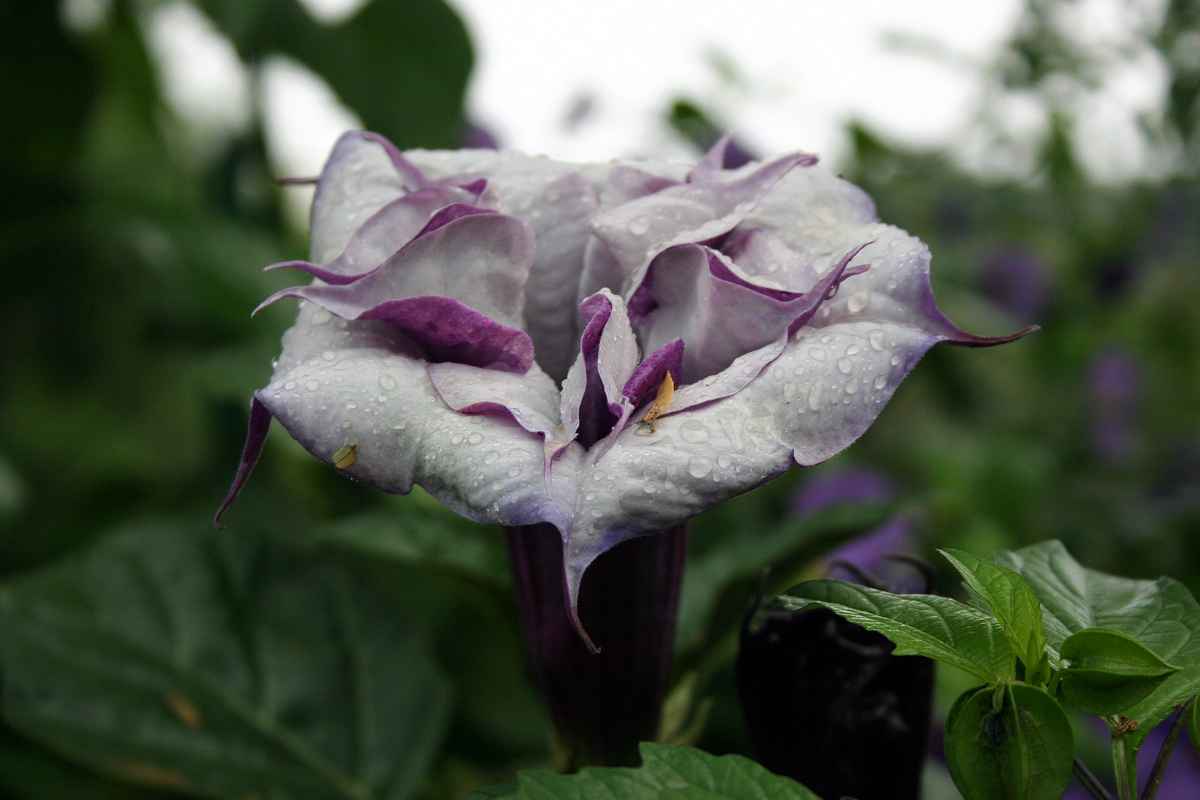 Giverny, Blumen aus Claude Monet's Garten