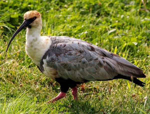 Hotelgast der anderen Art