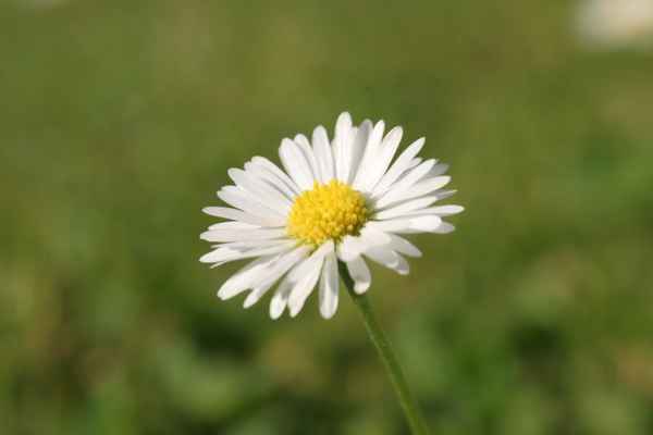 Gänseblümchen (Bellis perennis)