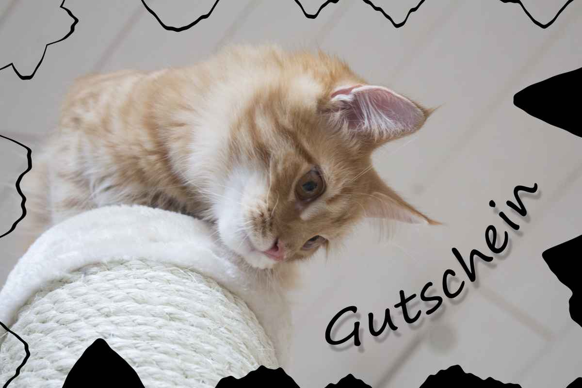 Gutschein mit Katze