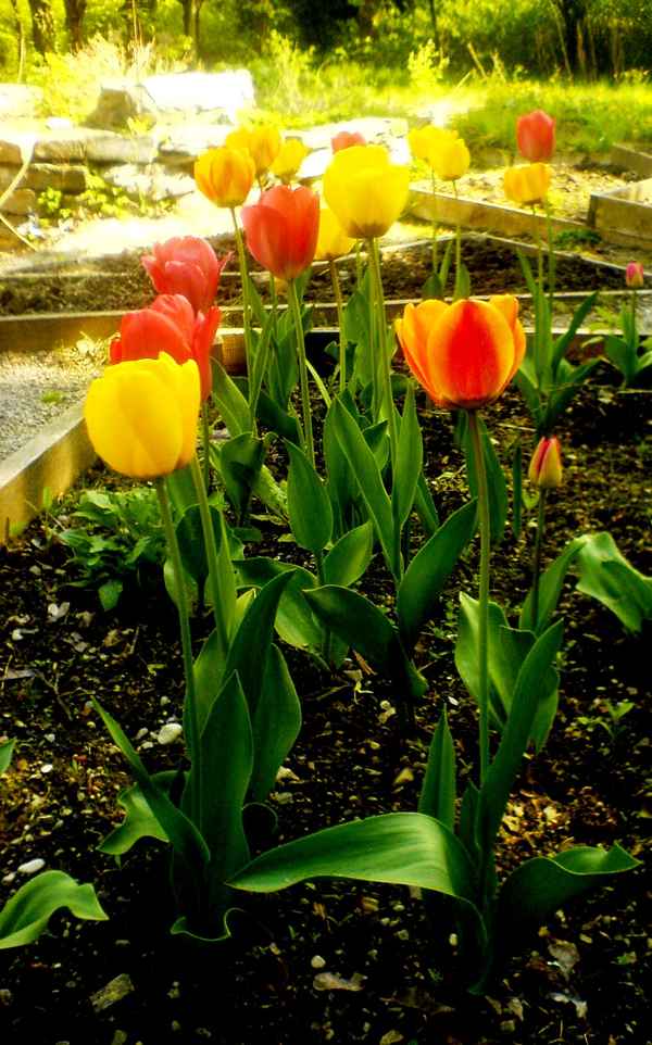 frühling ... oder so