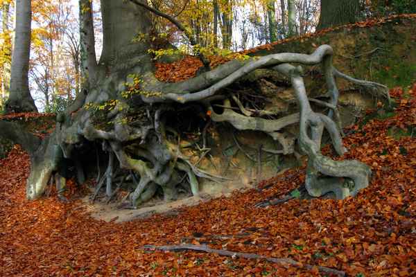 freiliegende Wurzeln